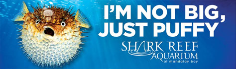 Advertisement for Shark Reef Aquarium